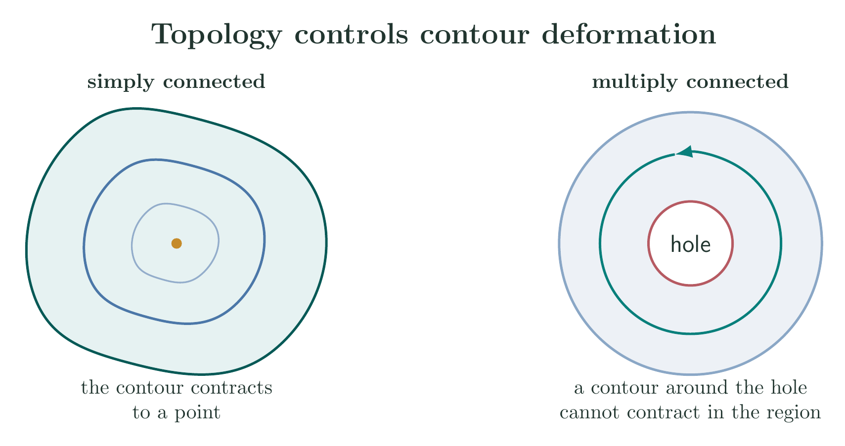 Contractible contour in a simply connected region and noncontractible contour around a hole
