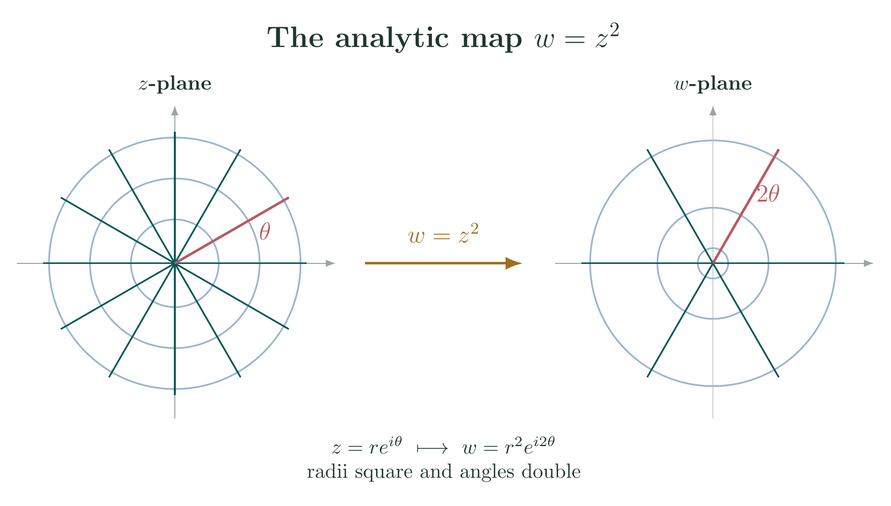 Equation-generated mapping of polar rays and circles under w equals z squared