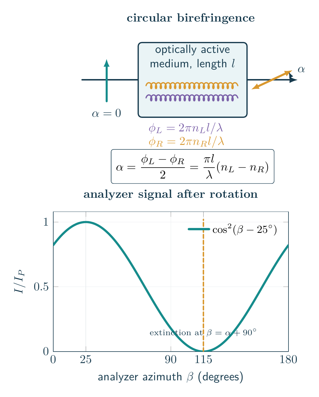 Optical rotation as differential phase of circular components with an equation-generated Malus-law analyzer curve