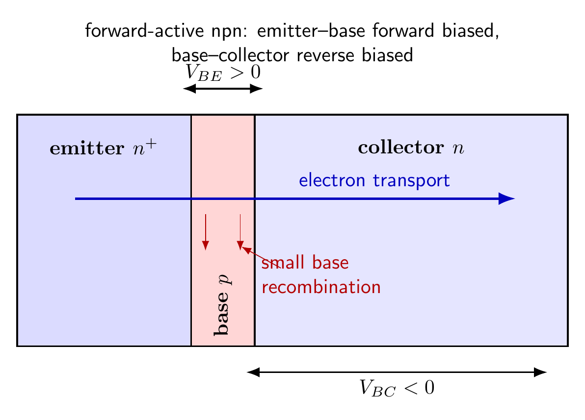 Carrier transport through a forward-active npn bipolar junction transistor