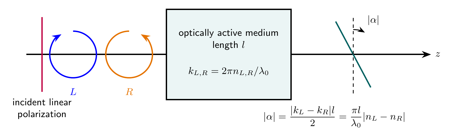 Fresnel decomposition of linear polarization into circular eigenwaves and recombination at a rotated angle