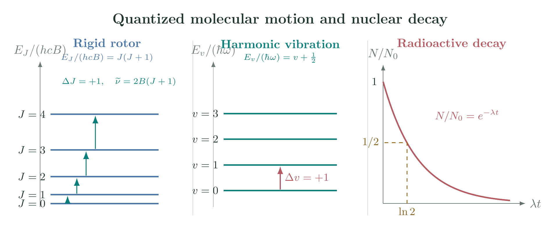 Rigid rotor levels, harmonic vibrational levels, and radioactive decay curve