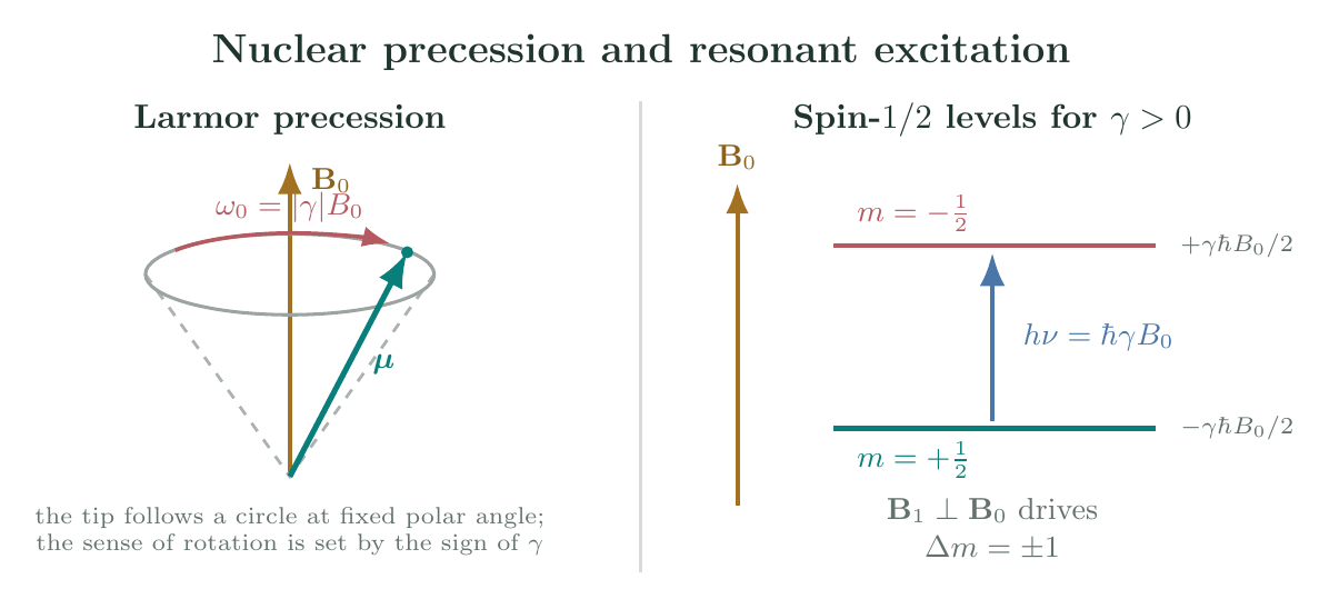 A nuclear magnetic moment precessing at a fixed angle around a static magnetic field and spin one-half nuclear Zeeman levels connected by a transverse radio-frequency transition
