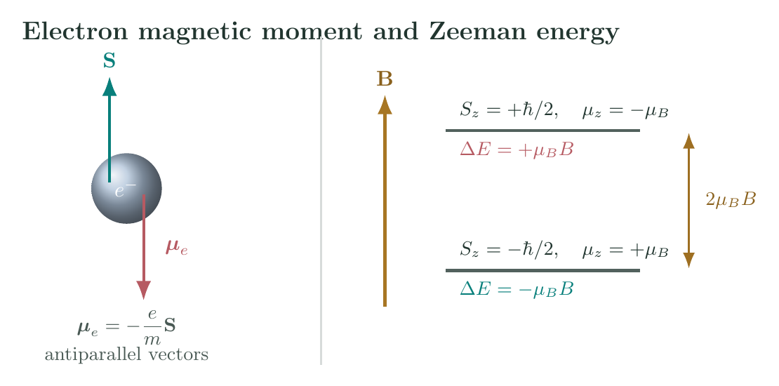 Electron spin and magnetic moment in a magnetic field, with the corresponding two Zeeman energies